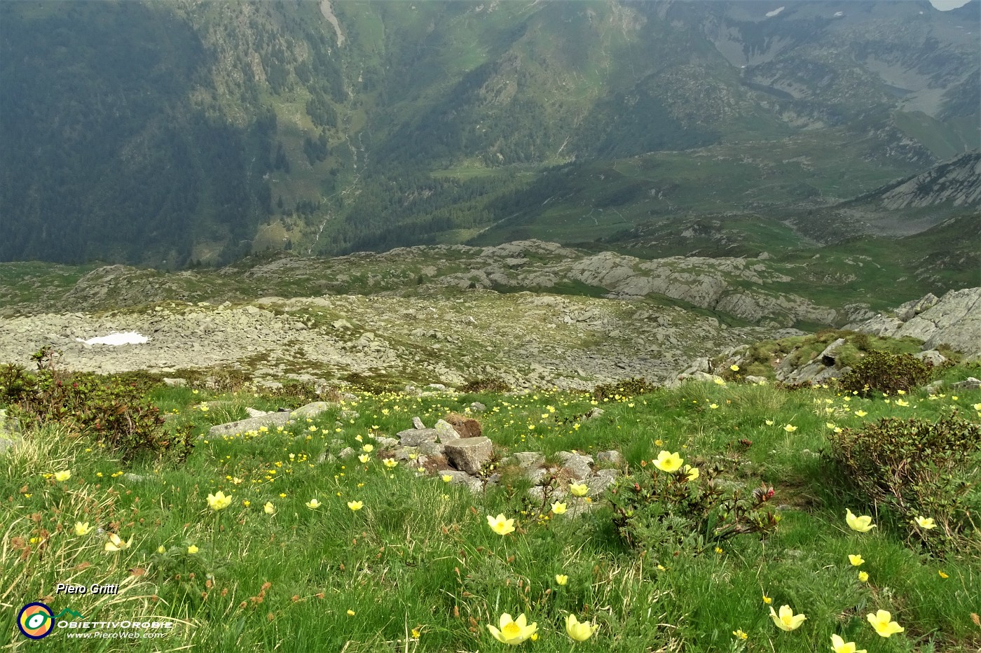 65 Scendendo il ripido vallonecello fiorito di gialla pulsatilla alpina sulfurea.JPG